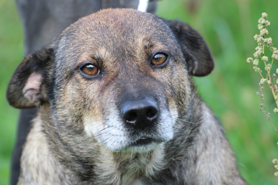 Bella – verschmuste Hündin