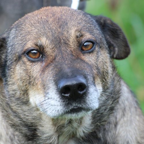 Bella – verschmuste Hündin
