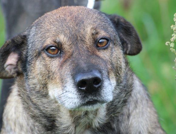 Bella – verschmuste Hündin