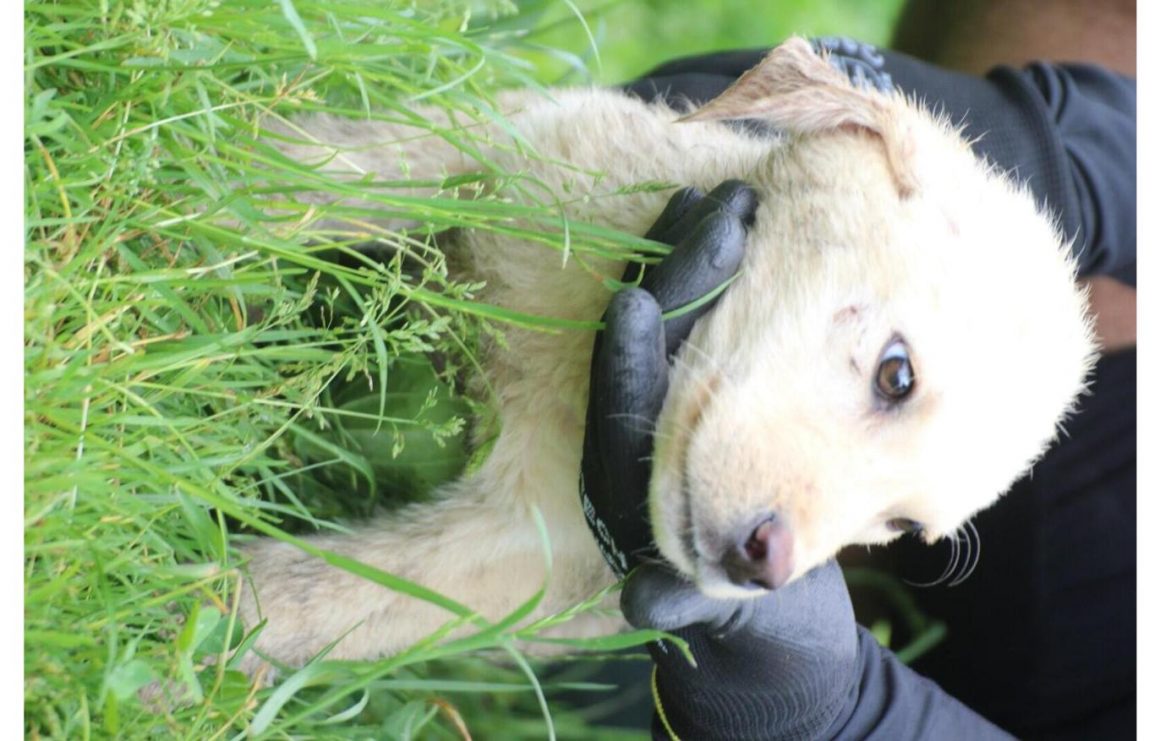 Mykos, Hütehund-Mix Welpe