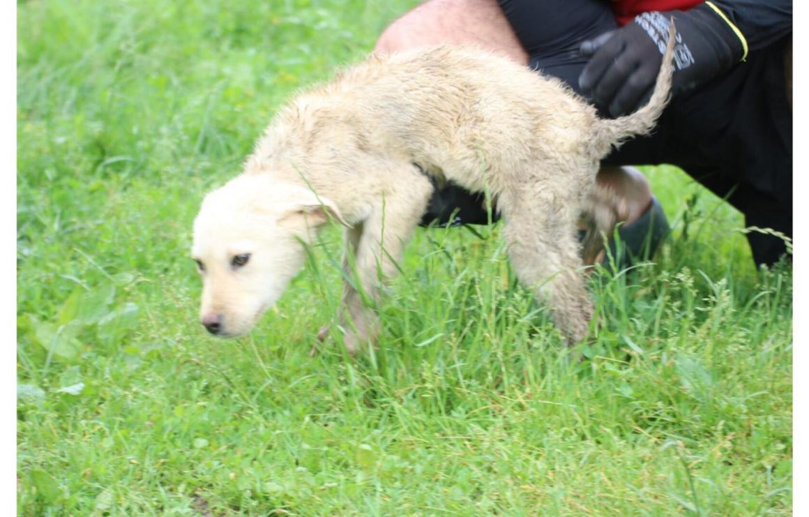 Mykos, Hütehund-Mix Welpe